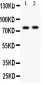 Anti-LAMP1 Antibody
